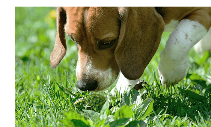 Hund spiser sit bajs og græs