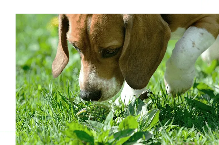 Dog eating his poop and grass