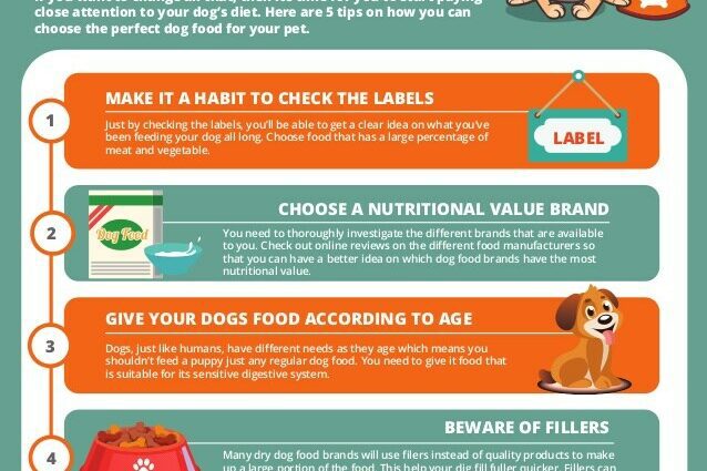 Dog foods: which to choose for their health?