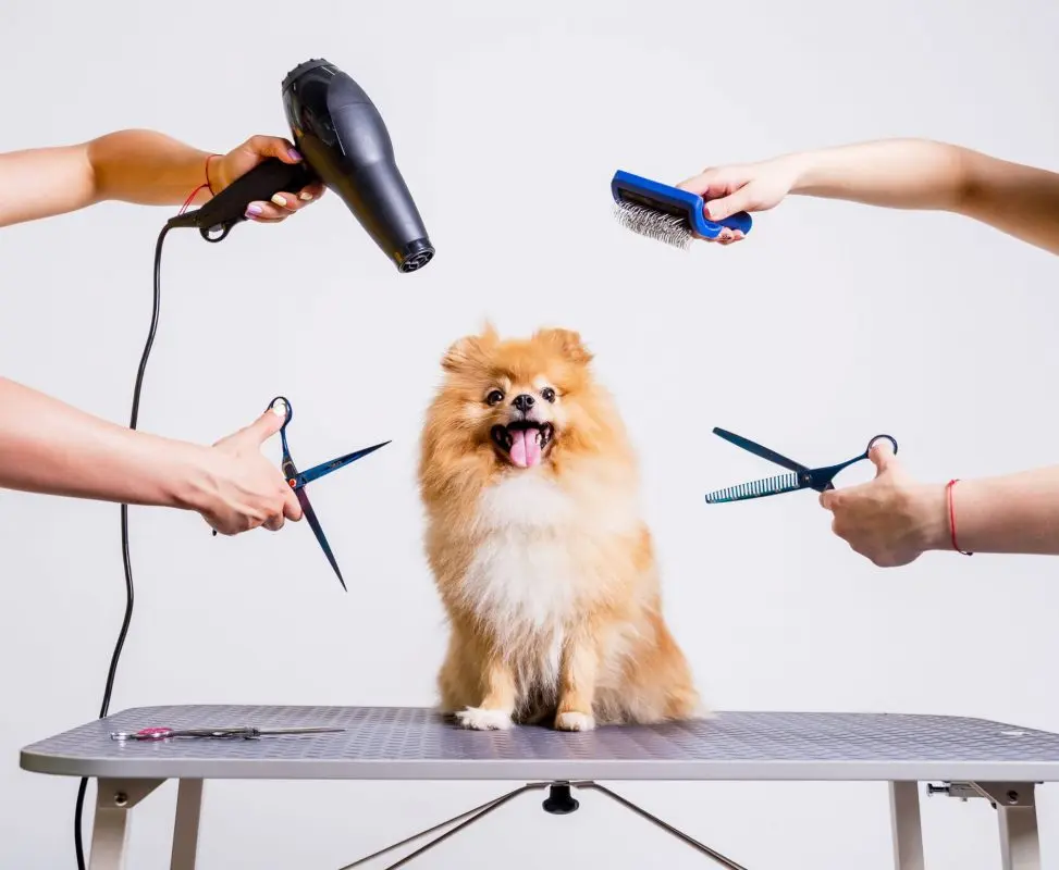 Dog Grooming, When and Why?