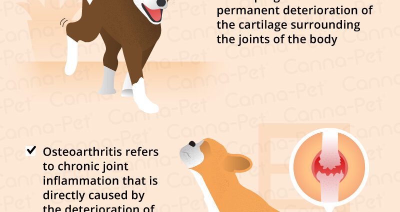 L'arthrose du chien