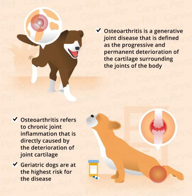 Dog osteoarthritis