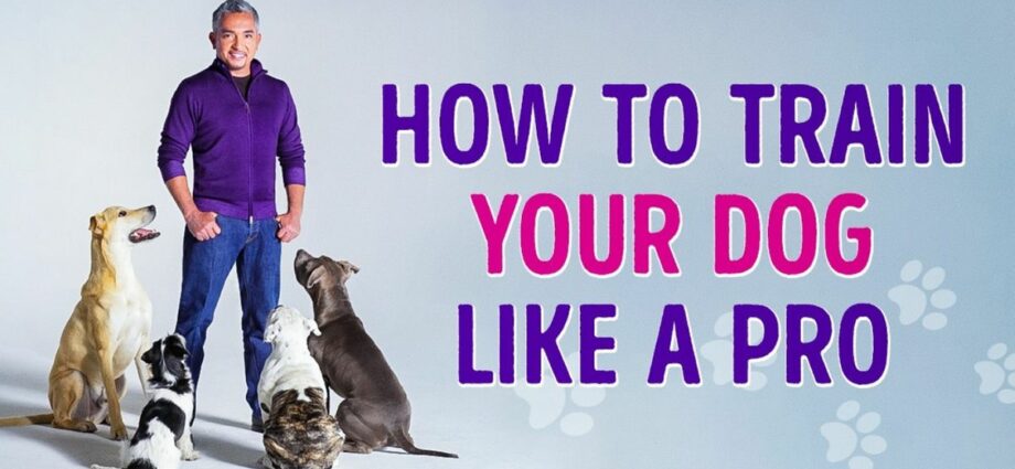 Obuka pasa: kako obrazovati svog psa?