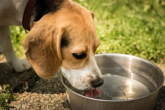 Dog who drinks a lot