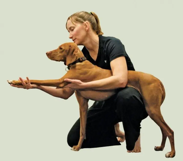 DOGA: how to teach your dog to do yoga with you