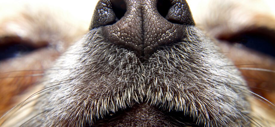 Dog&#8217;s nose: a good way to check the health of the dog?