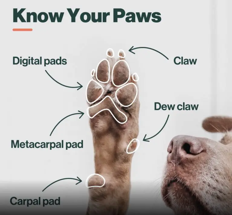 Dog&#8217;s paws: how to take care of them?