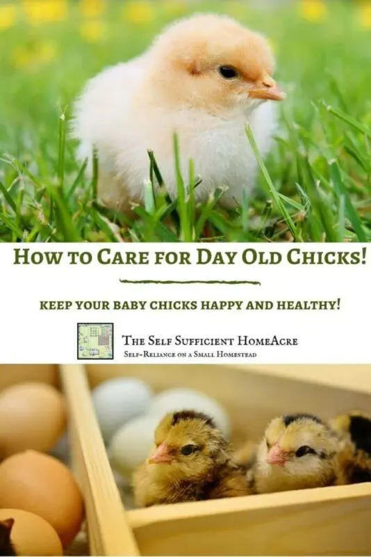 Domestic day old chicks: what to feed at home