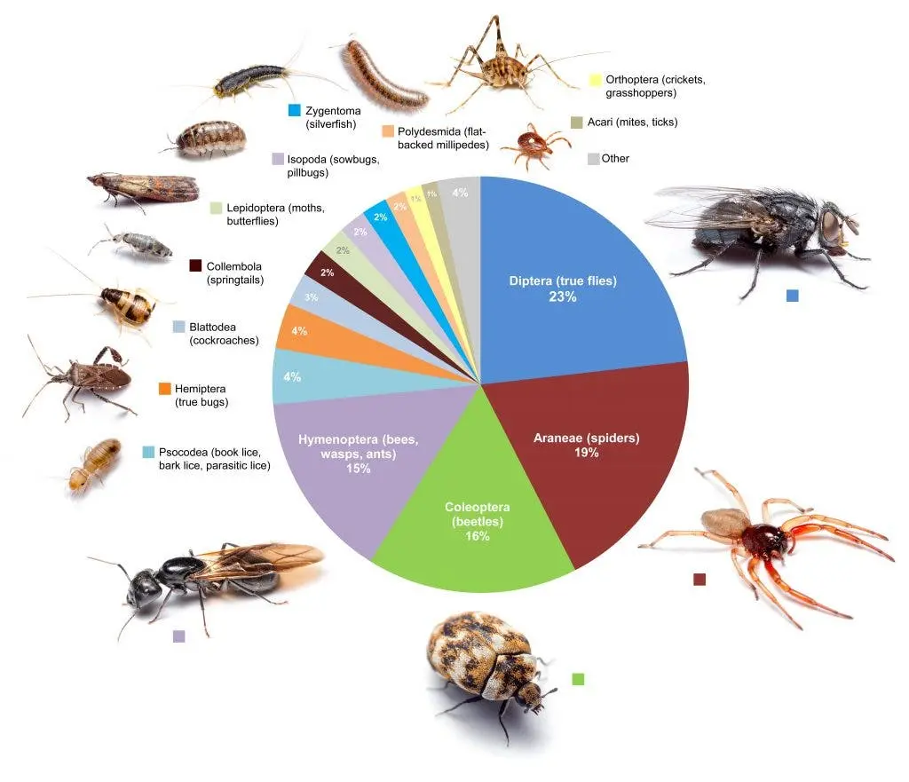 Domestic insects in the apartment, photo