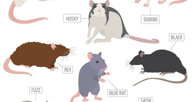 الفئران المحلية: كل شيء عن الفئران الأليفة