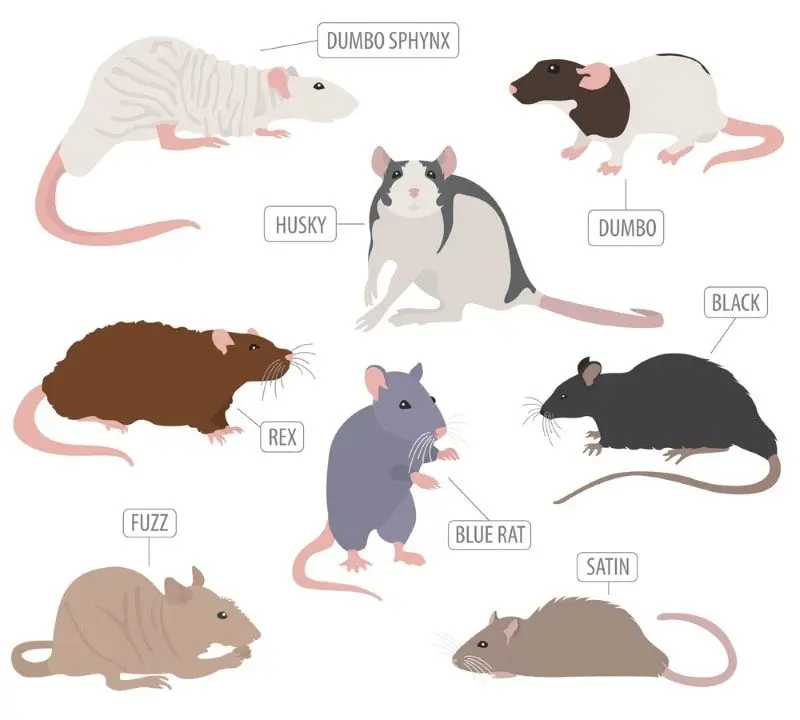 Domestic rat: all about the pet rat