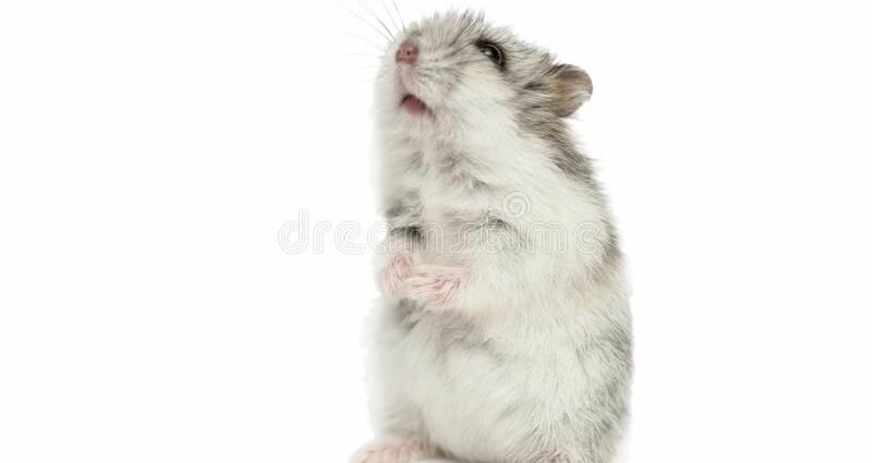 Domestic Syrian hamster: photo