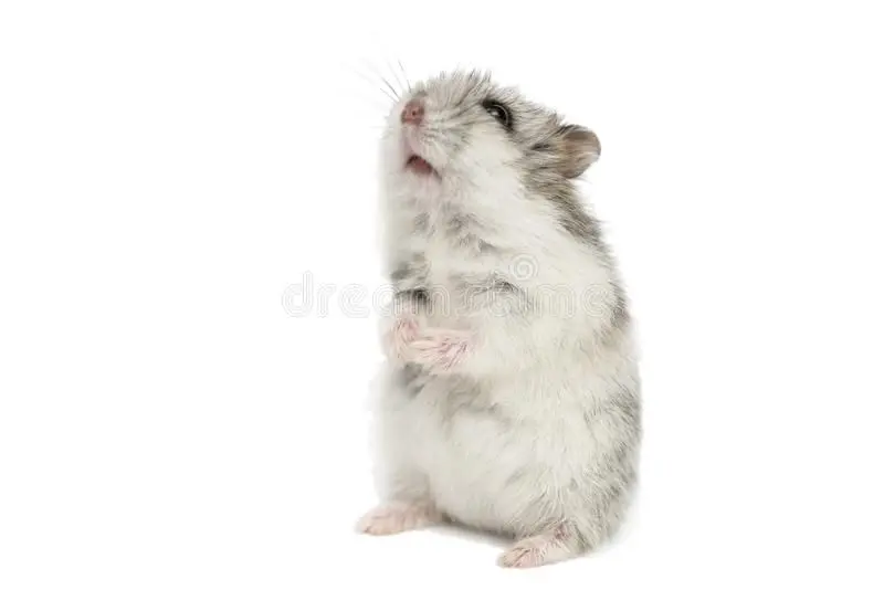 Domestic Syrian hamster: photo