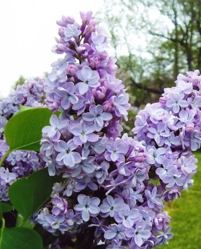 Don&#8217;t pick the lilacs! It may be dangerous