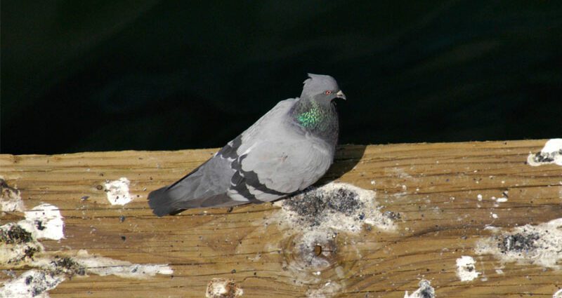 Doves on the balcony: how to drive them away