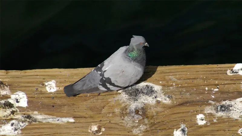 Doves on the balcony: how to drive them away