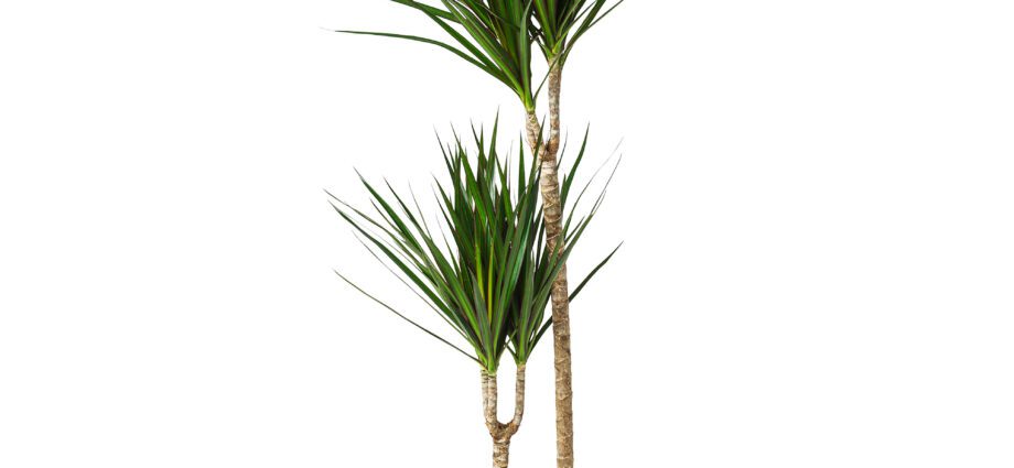 Dracaena bordered: home care