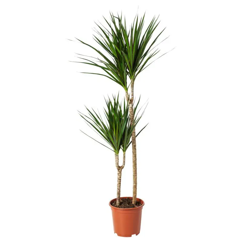 Dracaena bordered: home care