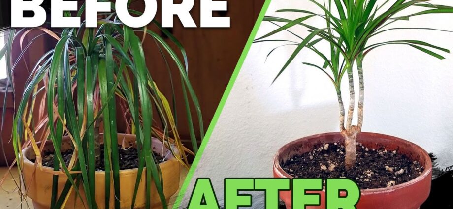 Dracaena dries: what to do? Video