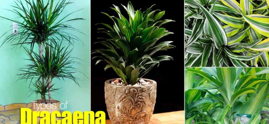 Dracaena: species, varieties and names