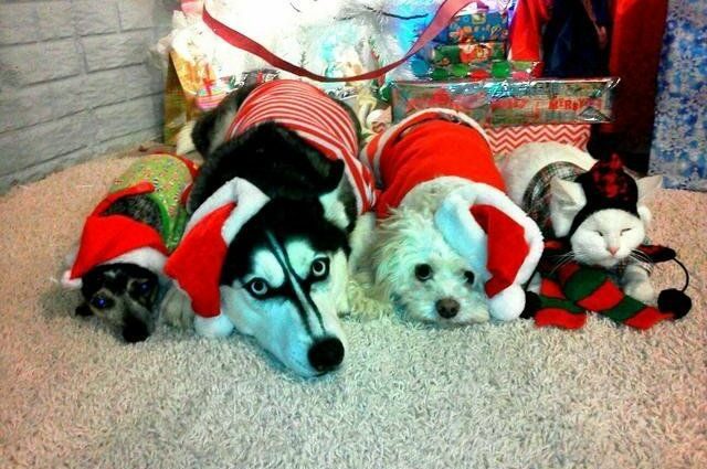 Dressed up: 30 pets in Christmas costumes