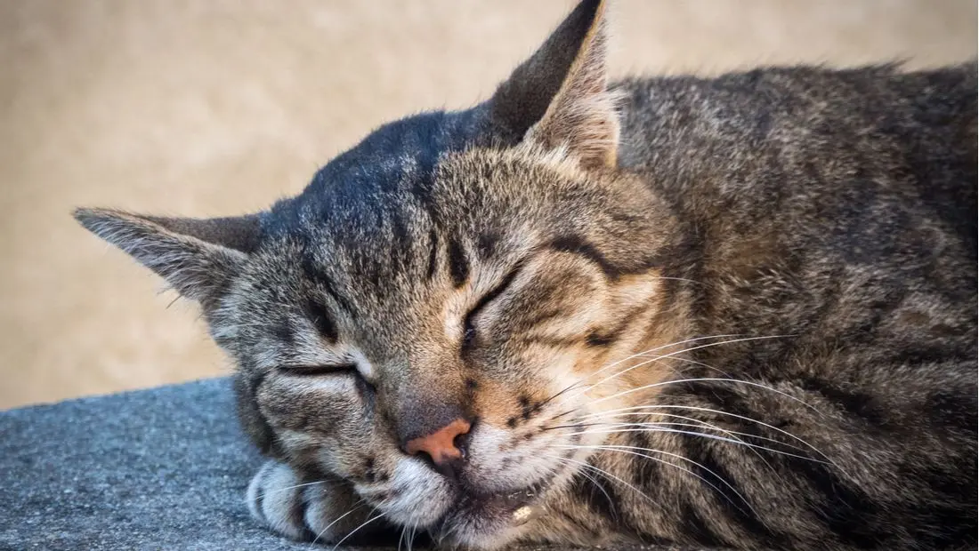 Drooling cat: why is my cat drooling?