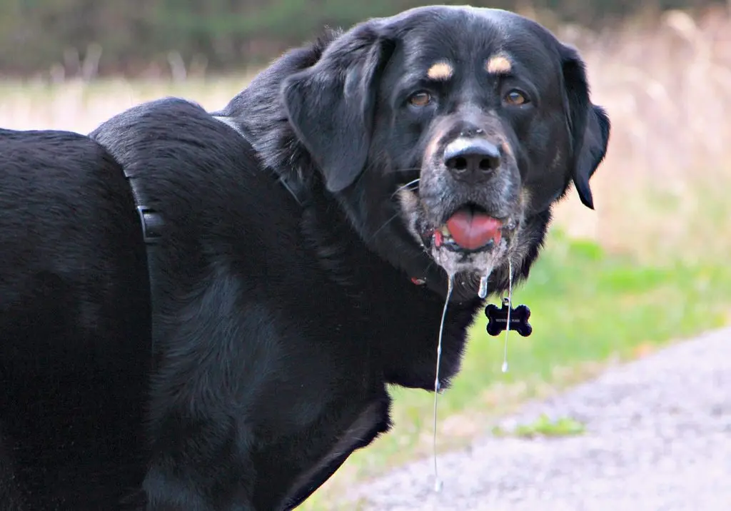 Drooling dog