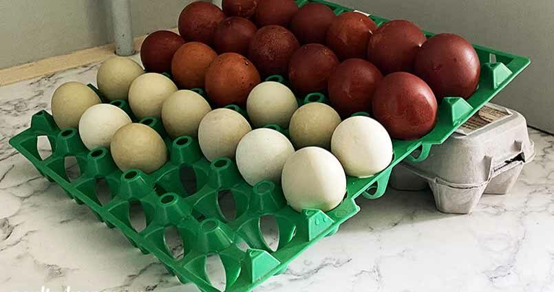 Duck hatching egg: storage