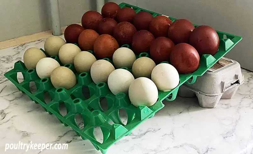 Duck hatching egg: storage