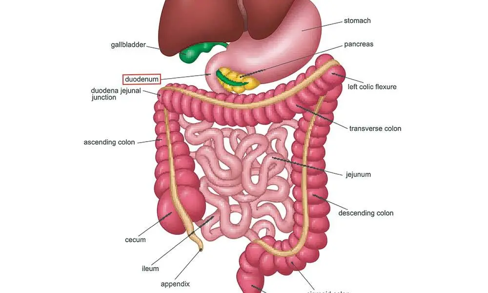 Duodenum