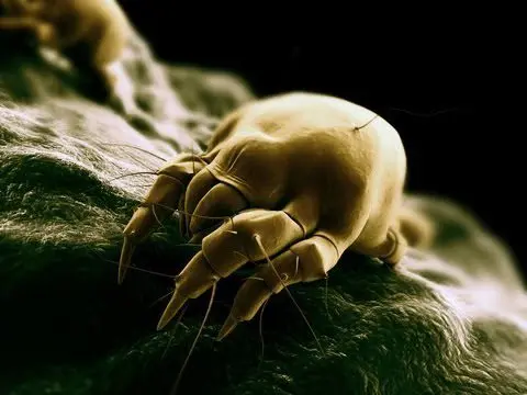 Dust and dust mites. Video