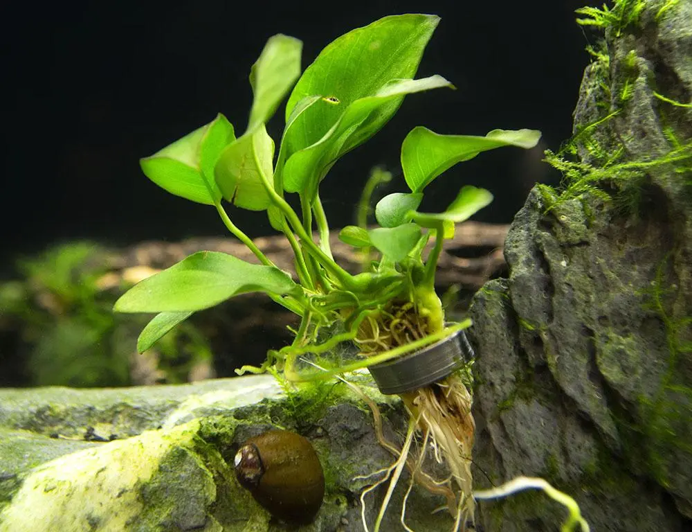 Dwarf Anubias &#8211; aquarium plant