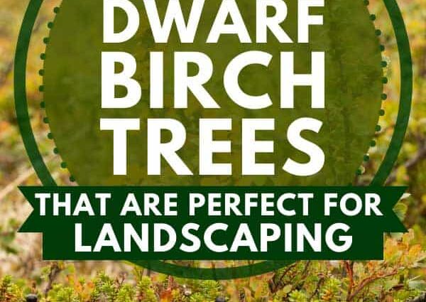 Dwarf birch among ornamental shrubs and trees