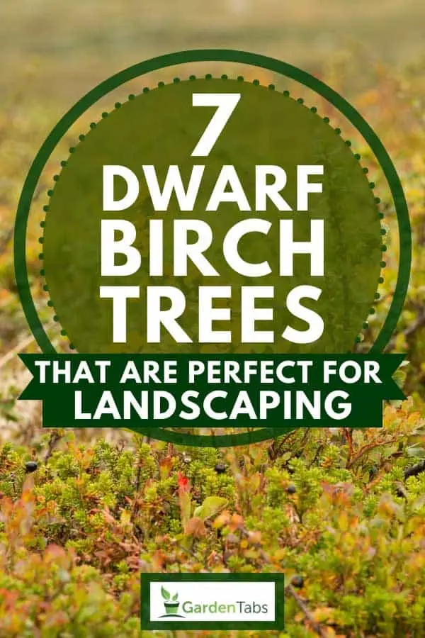 Dwarf birch among ornamental shrubs and trees