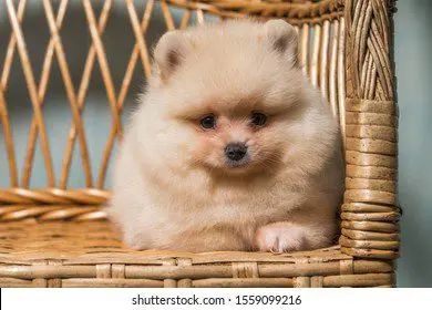 Dwarf Spitz