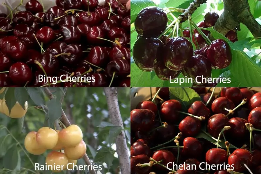 Dyber black cherry varieties