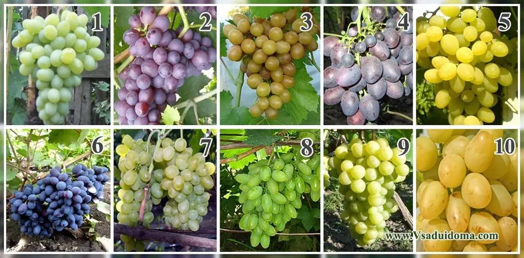 Pleven grapes: description of the variety