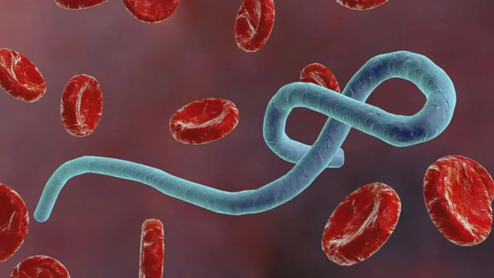 Ebola outbreak, the most dangerous viruses in the world
