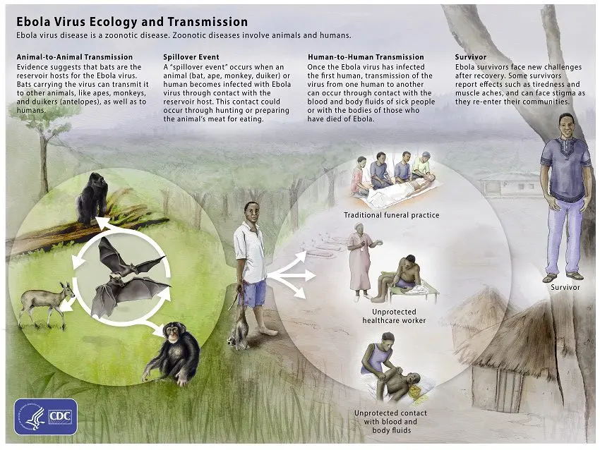 Ebola: what is it?