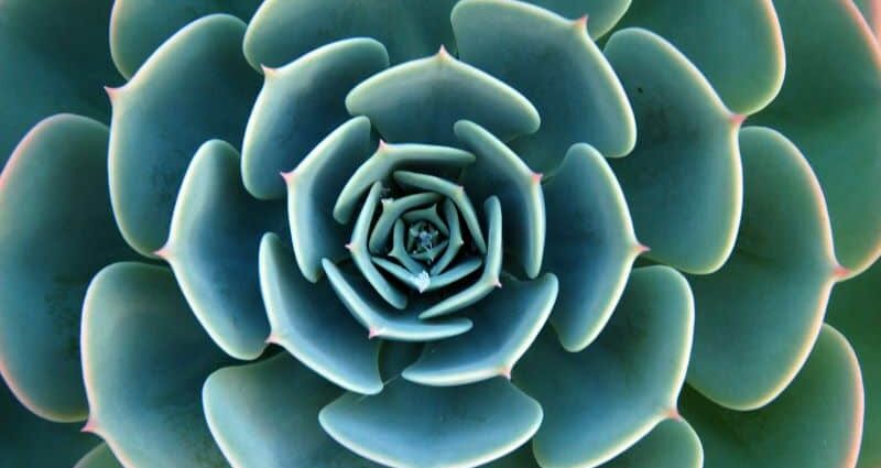 Echeveria domestic: reproduction