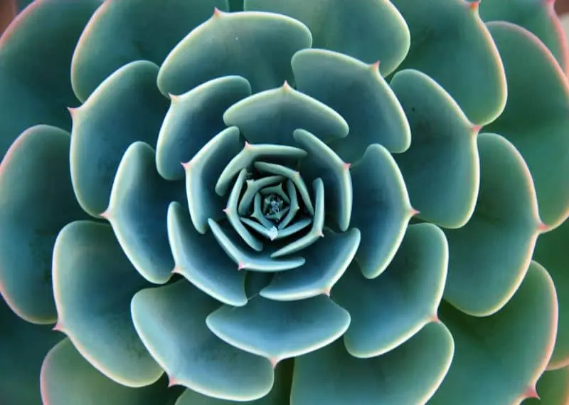 Echeveria domestic: reproduction