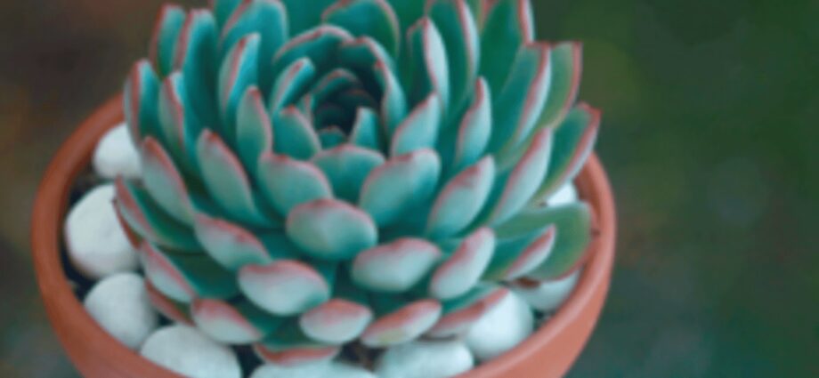 Echeveria &#8211; home care