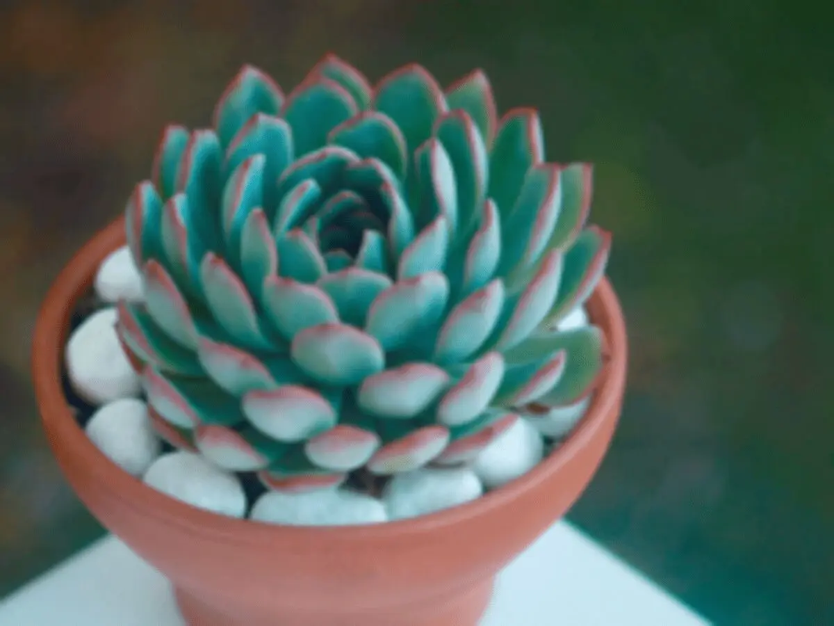 Echeveria &#8211; home care