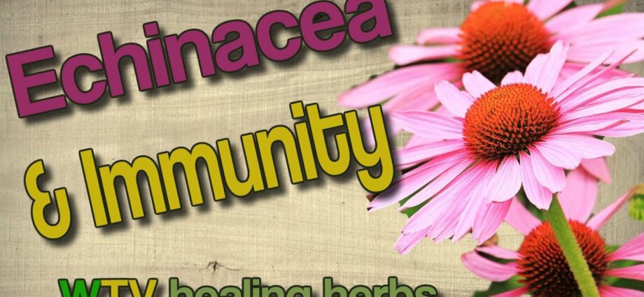 Echinacea: beneficial properties. Video