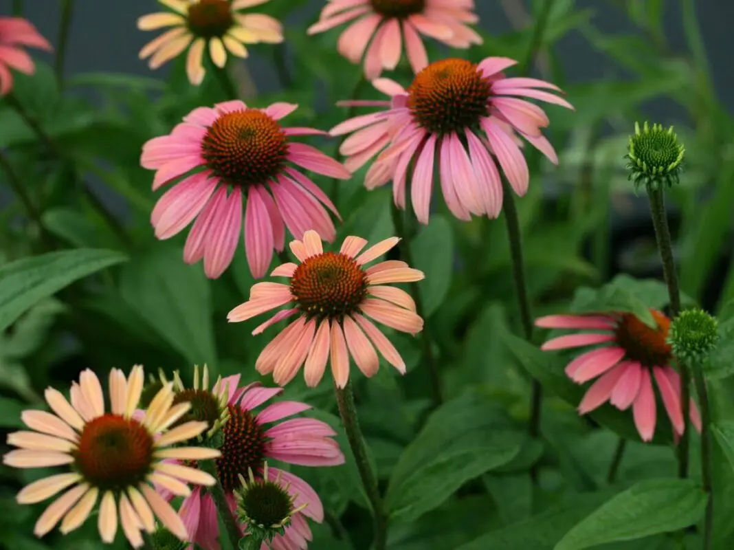 Echinacea &#8211; planting and care in the open field