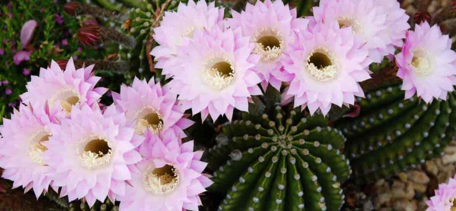 Echinopsis cactus: home care