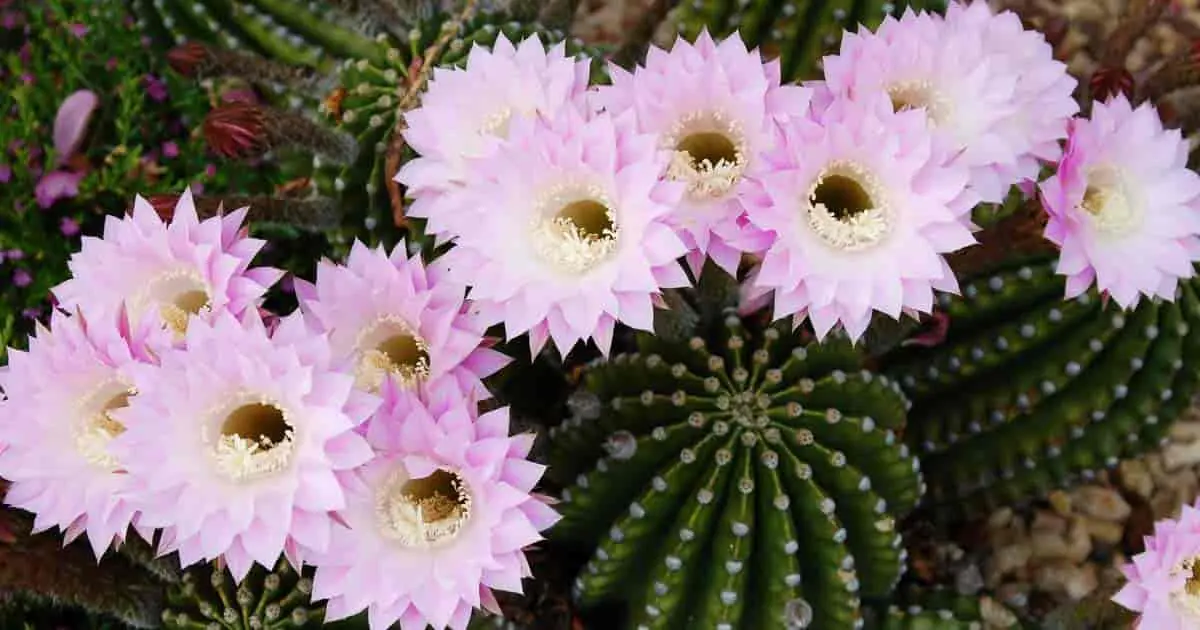 Echinopsis cactus: home care