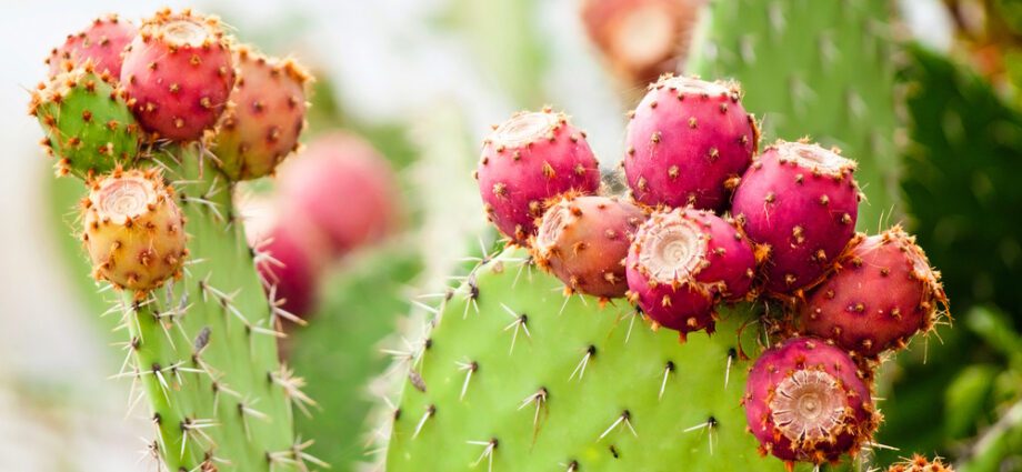 Jestivi kaktus: plodovi