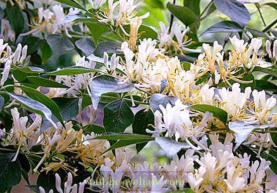 Edible honeysuckle: planting and care, beneficial properties