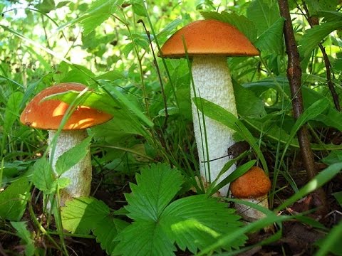 Edible mushrooms of the Moscow region: how not to get poisoned